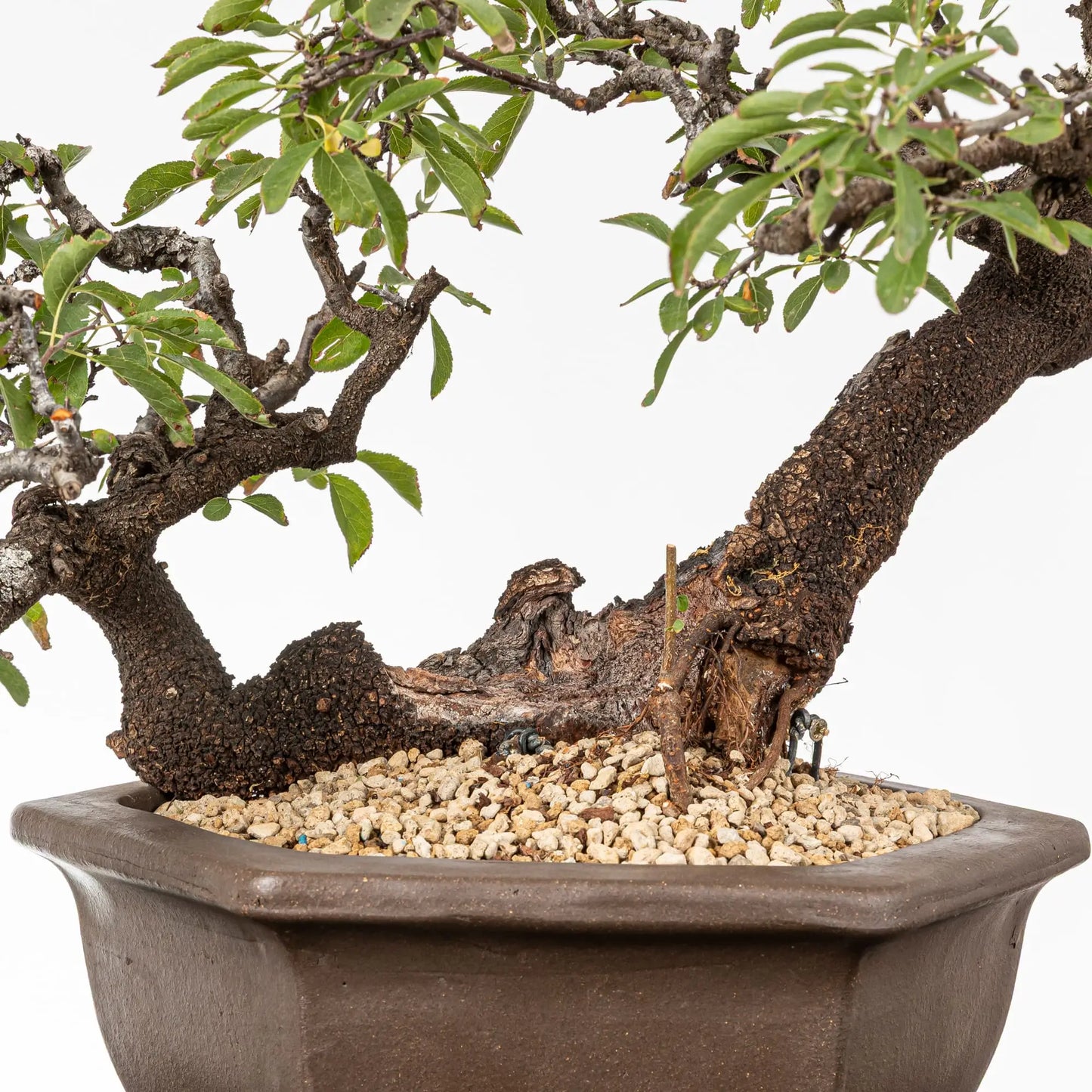Detalle de shari de bonsai de prunus spinosa