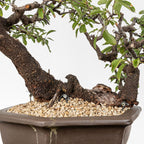Detalle de doble tronco de prunus espinosa