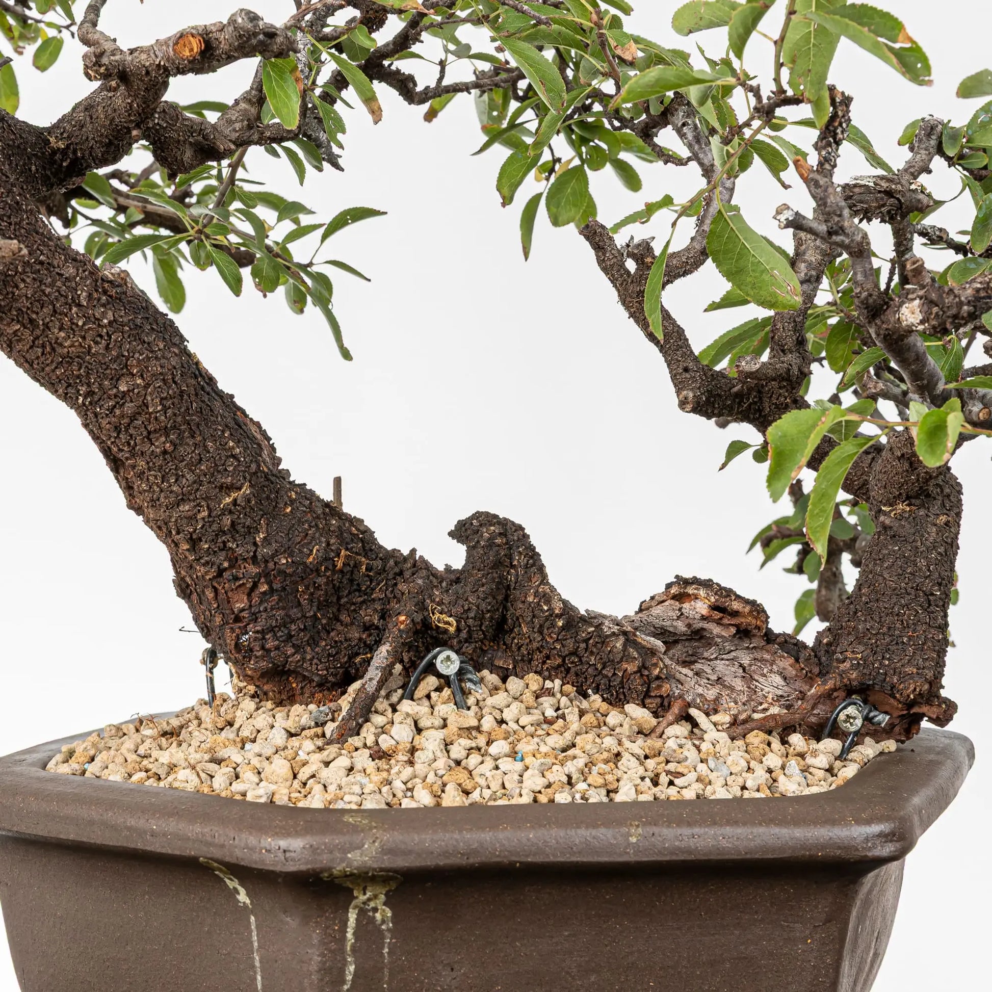 Detalle de doble tronco de prunus espinosa