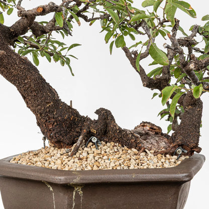 Detalle de doble tronco de prunus espinosa