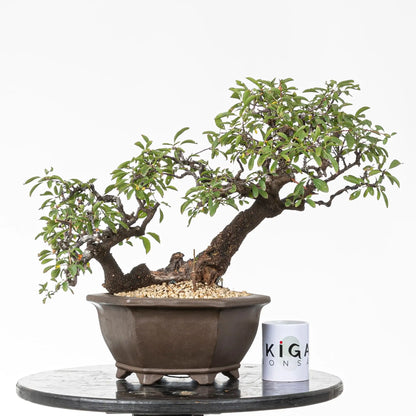 Comparativa de tamaño de bonsai de prunus spinosa con una taza de la tienda ikigai bonsai