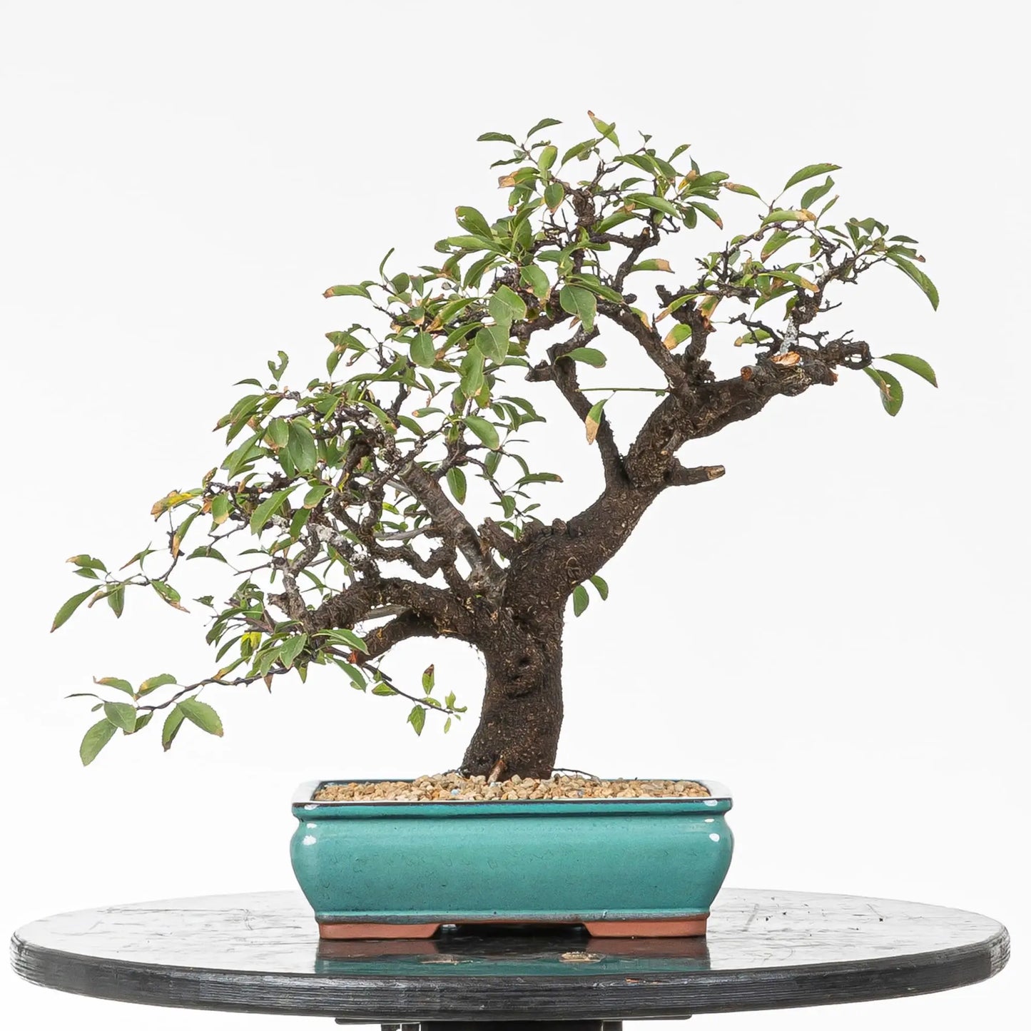 Bonsai yamadori de prunus spinosa en estilo moyogi y tamaño kifu