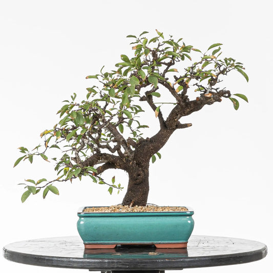 Bonsai yamadori de prunus spinosa en estilo moyogi y tamaño kifu