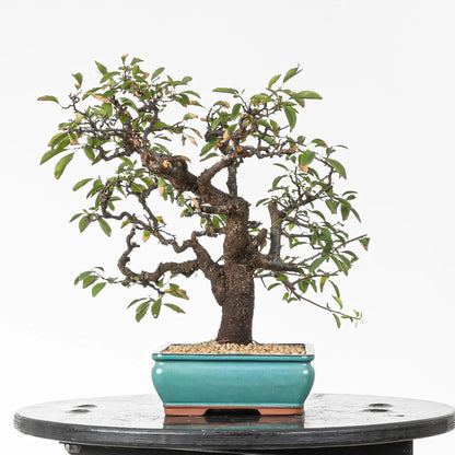Cara izquierda de bonsai de espino
