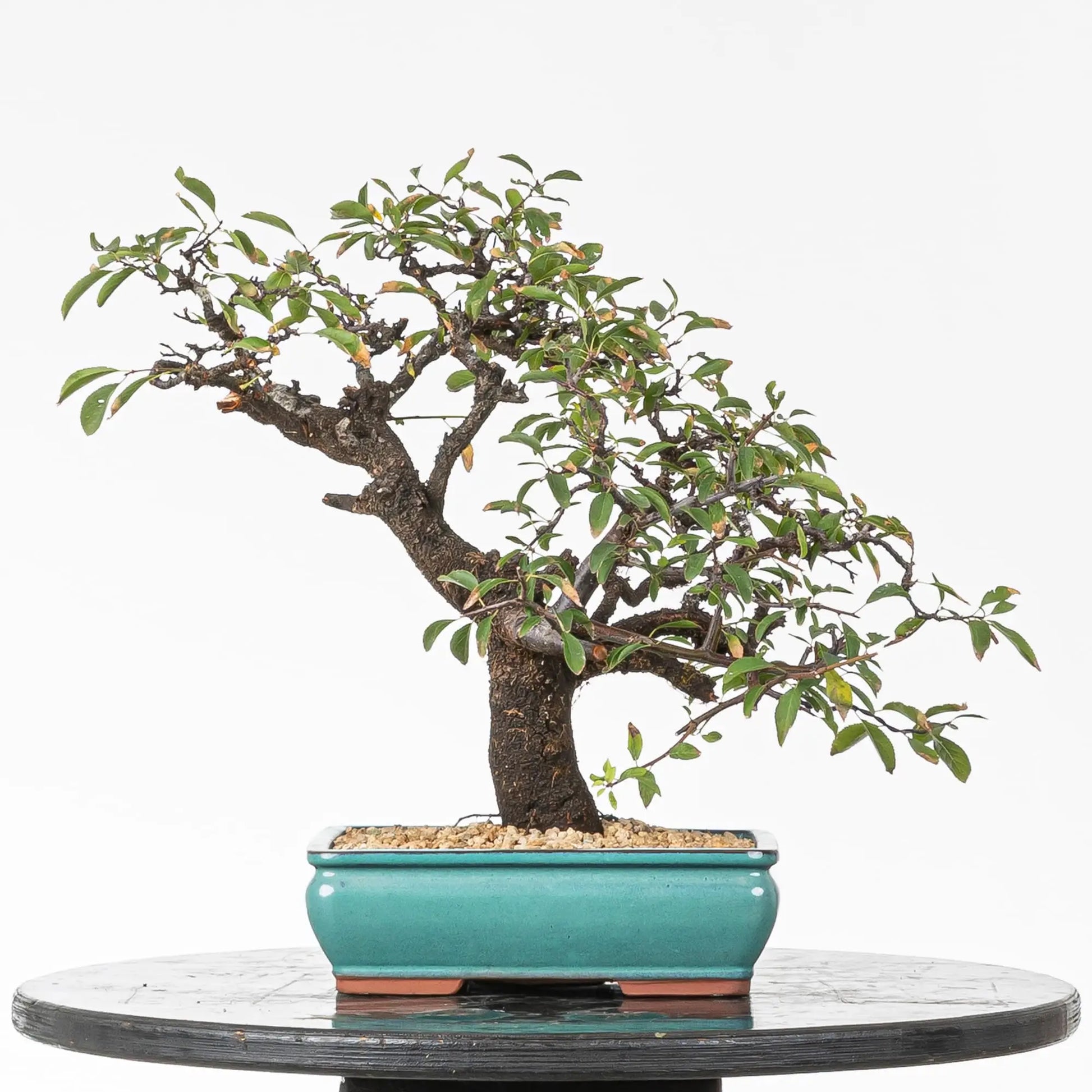 Cara trasera de bonsai de espino