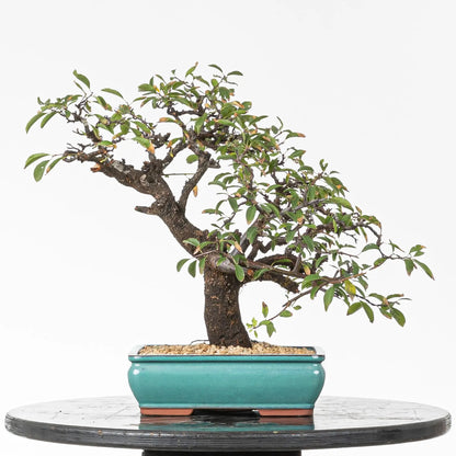 Cara trasera de bonsai de espino
