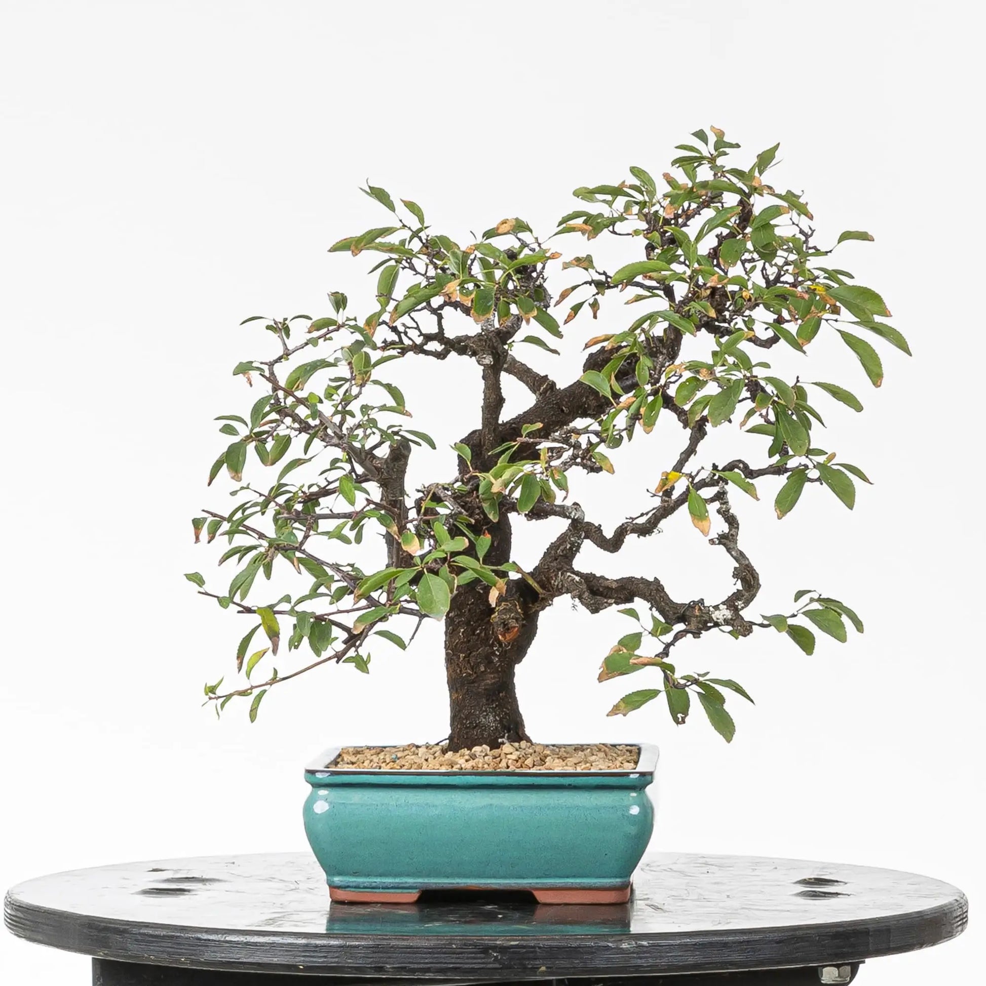 Cara izquierda de bonsai de espino