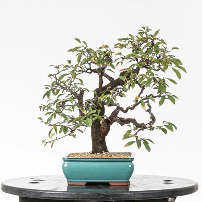 Cara izquierda de bonsai de espino