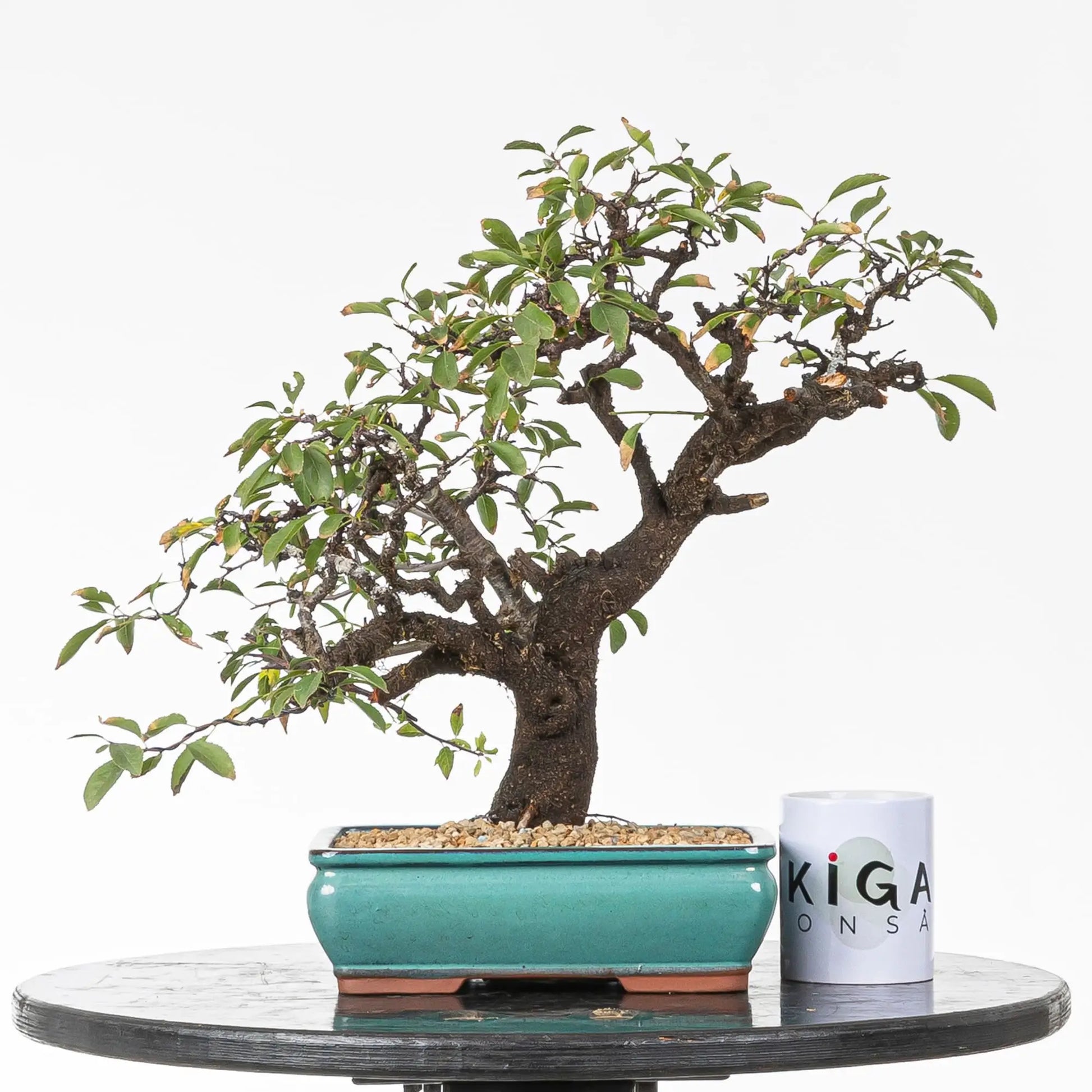 Comparativa de tamaño de bonsai de espino con una taza de la tienda ikigai bonsái