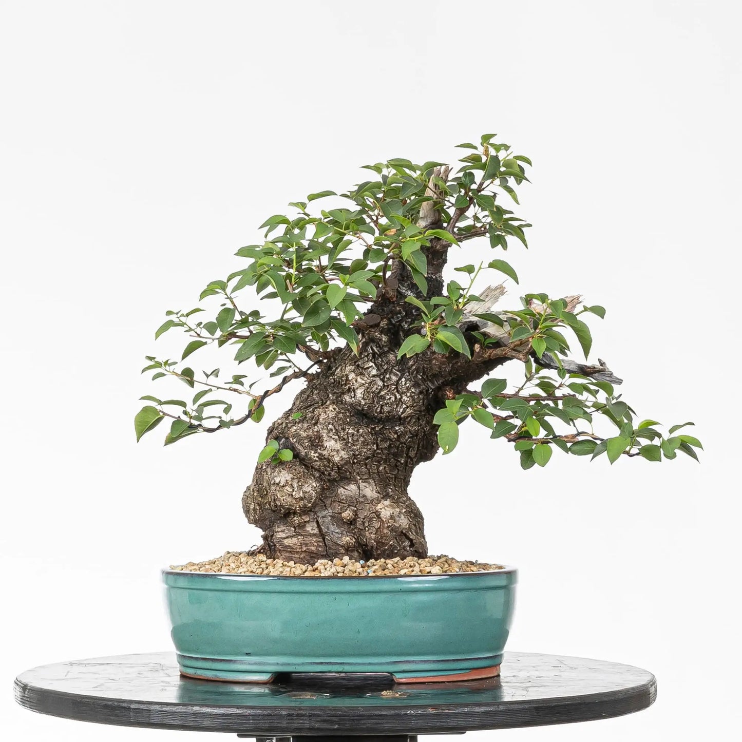 Bonsai yamadori de prunus mahaleb en tamaño kifu