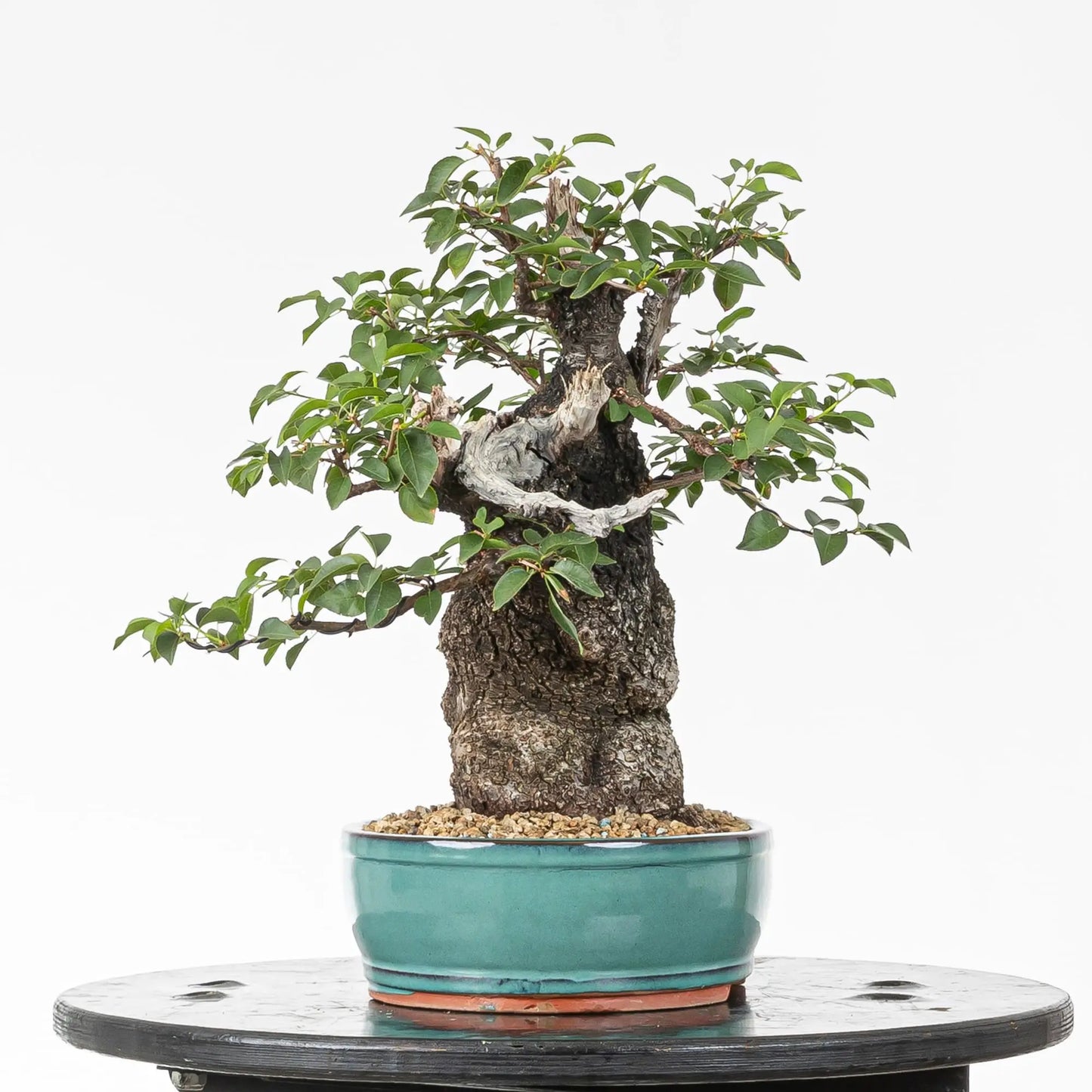 Cara izquierda de bonsai mahaleb