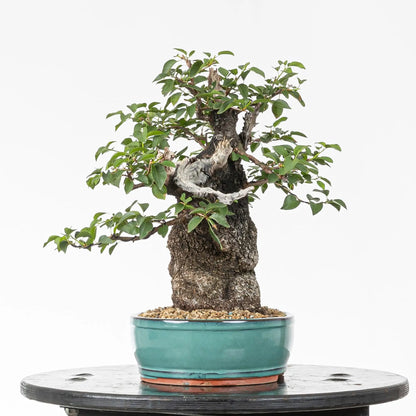 Cara izquierda de bonsai mahaleb