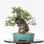 Cara trasera de bonsai yamadori de prunus