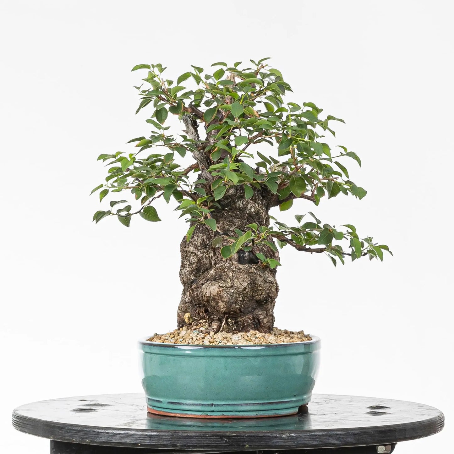 Cara izquierda de bonsai de prunus