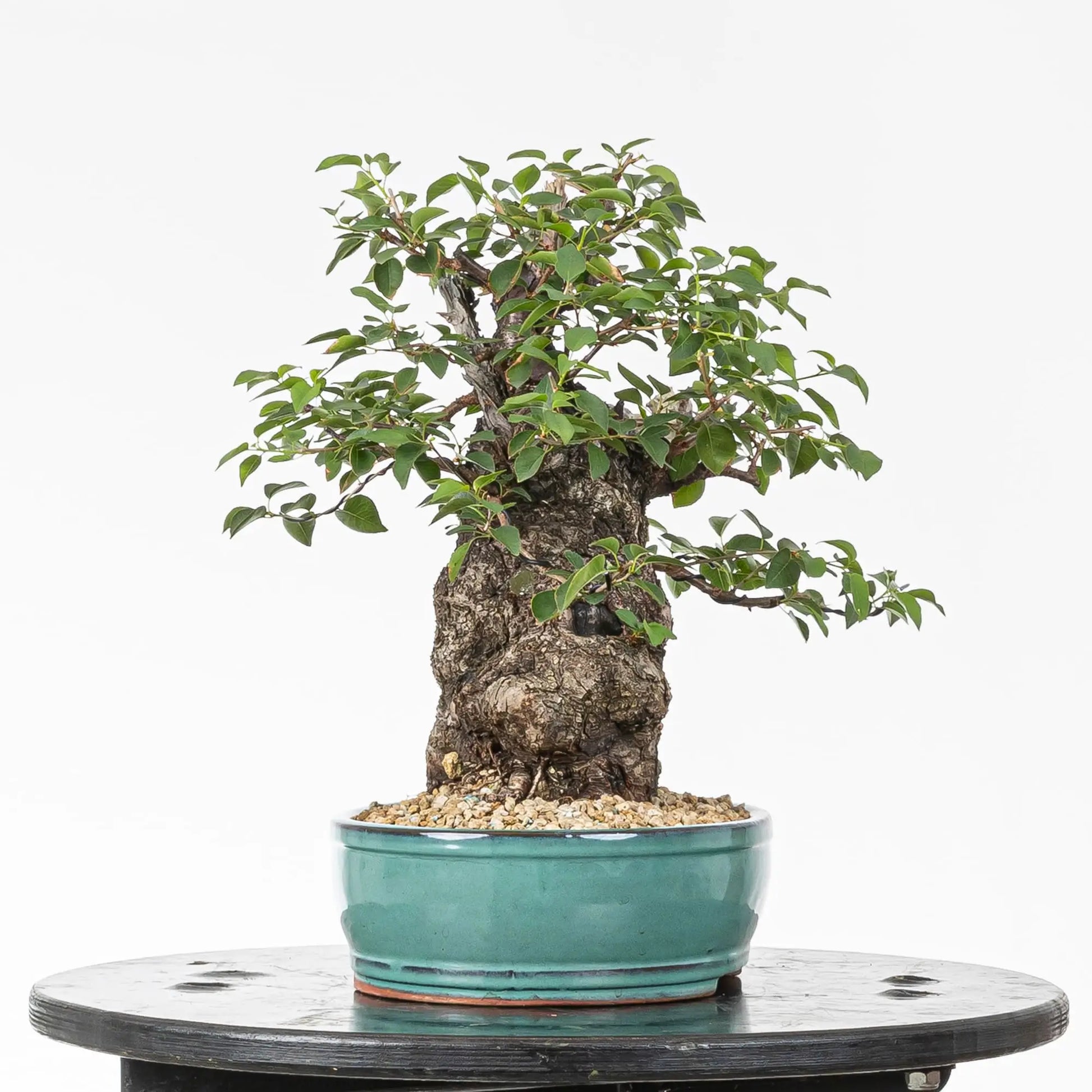 Cara izquierda de bonsai de prunus