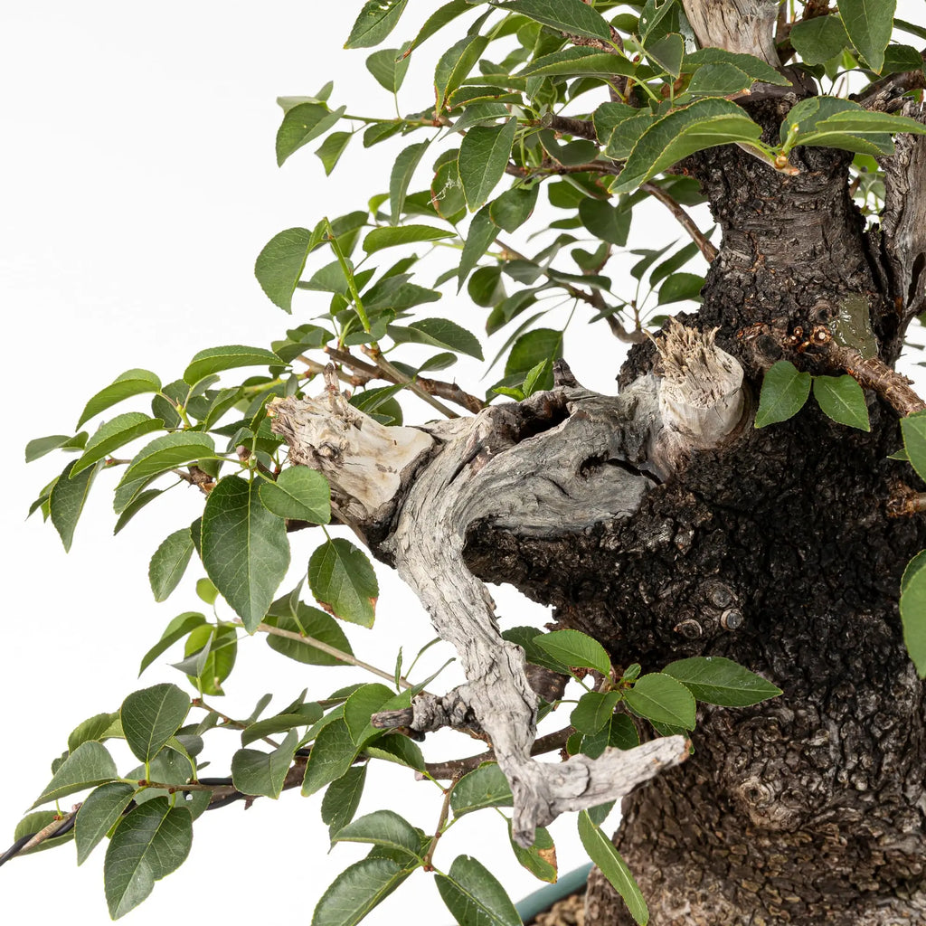 Detalle de jin y corteza de prunus mahaleb
