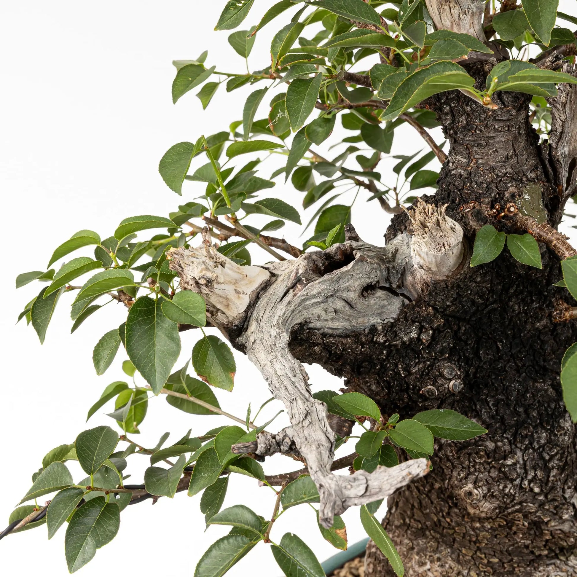 Detalle de jin y corteza de prunus mahaleb