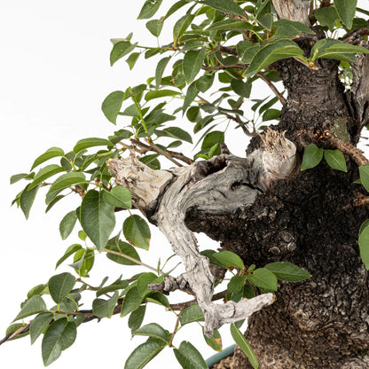 Detalle de jin y corteza de prunus mahaleb