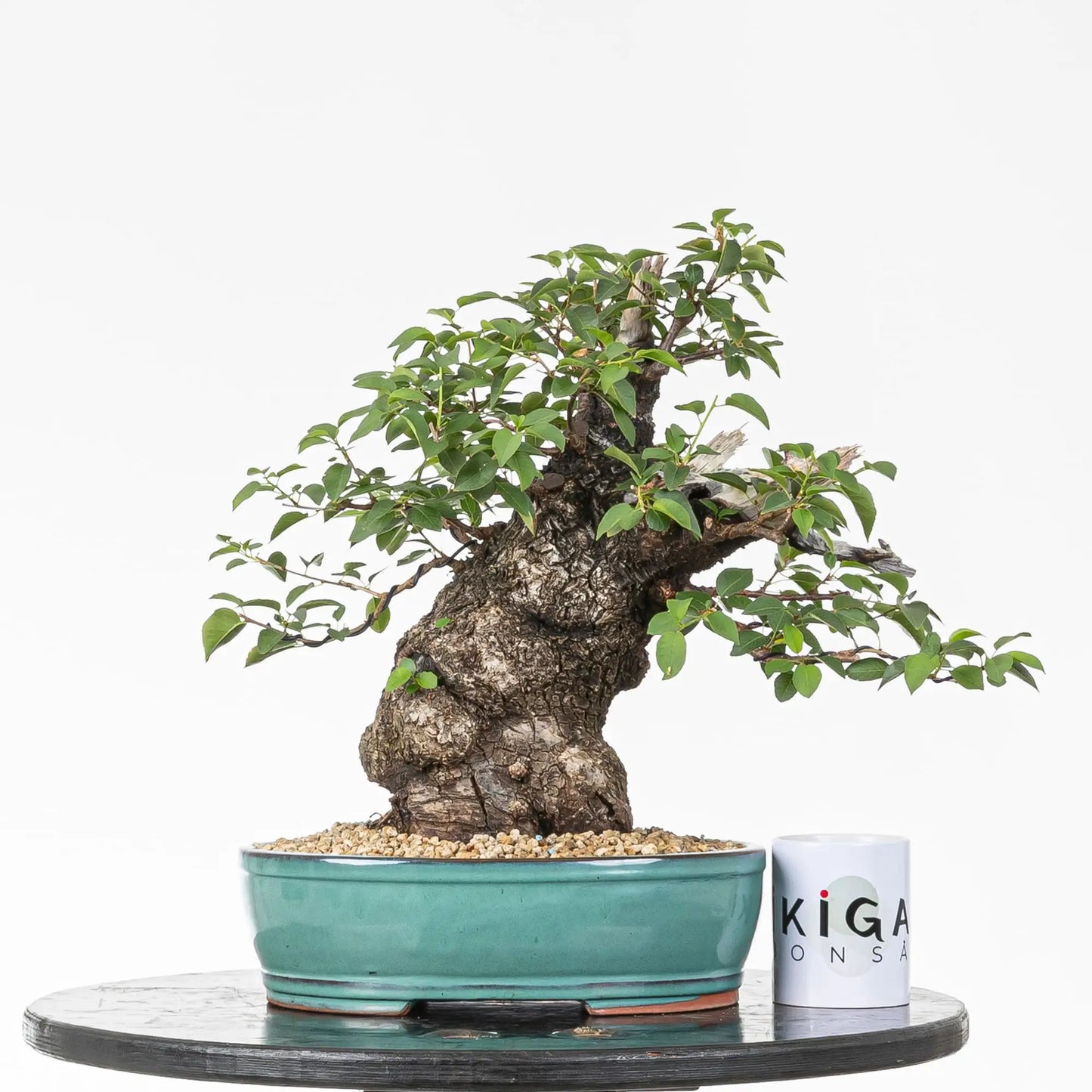 Comparativa de tamaño de bonsai de prunus con una taza de ikigai bonsai.
