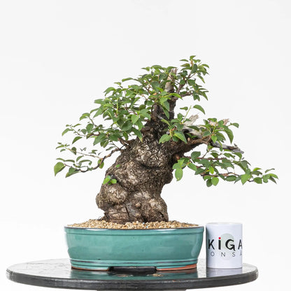 Comparativa de tamaño de bonsai de prunus con una taza de ikigai bonsai.