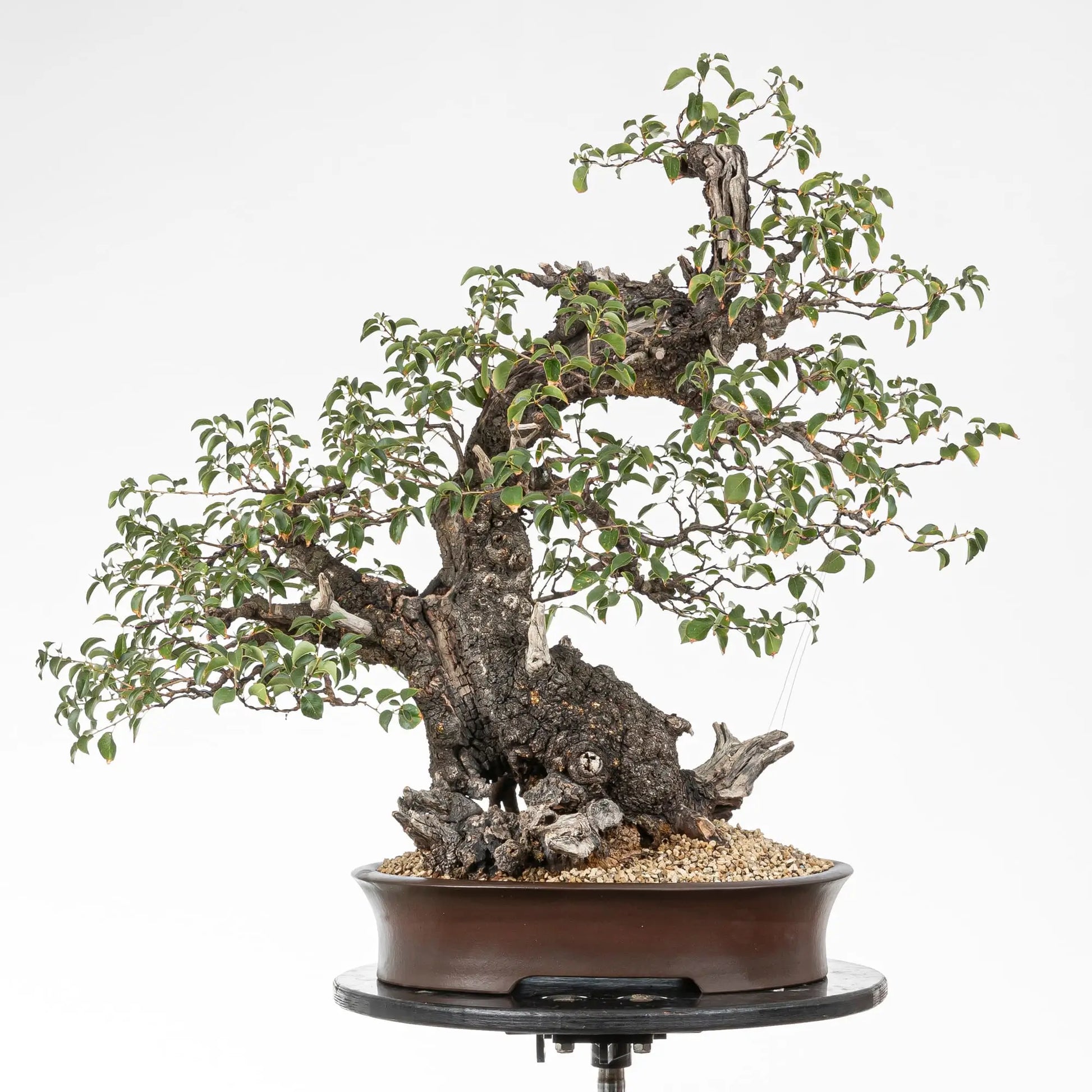 Bonsai yamadori de prunus mahaleb en estilo moyogi y tamaño dai, maceta ovalada yixing.