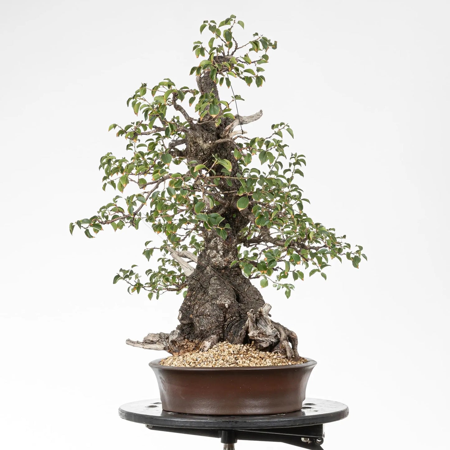 Cara derecha de bonsai de prunus