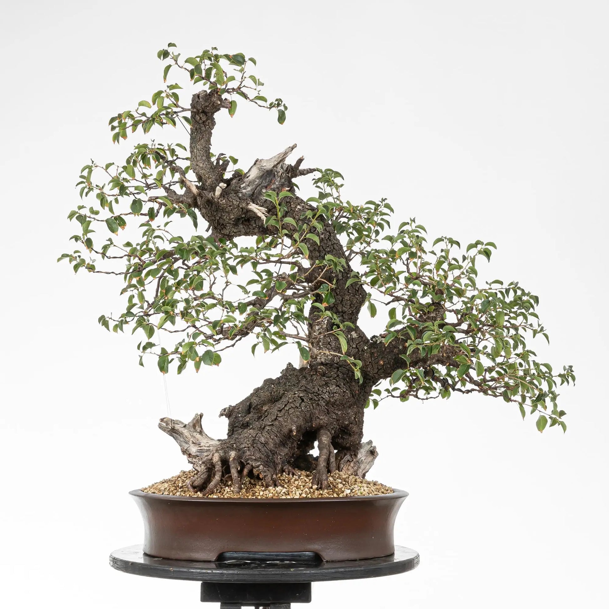 Cara trasera de bonsai de prunus