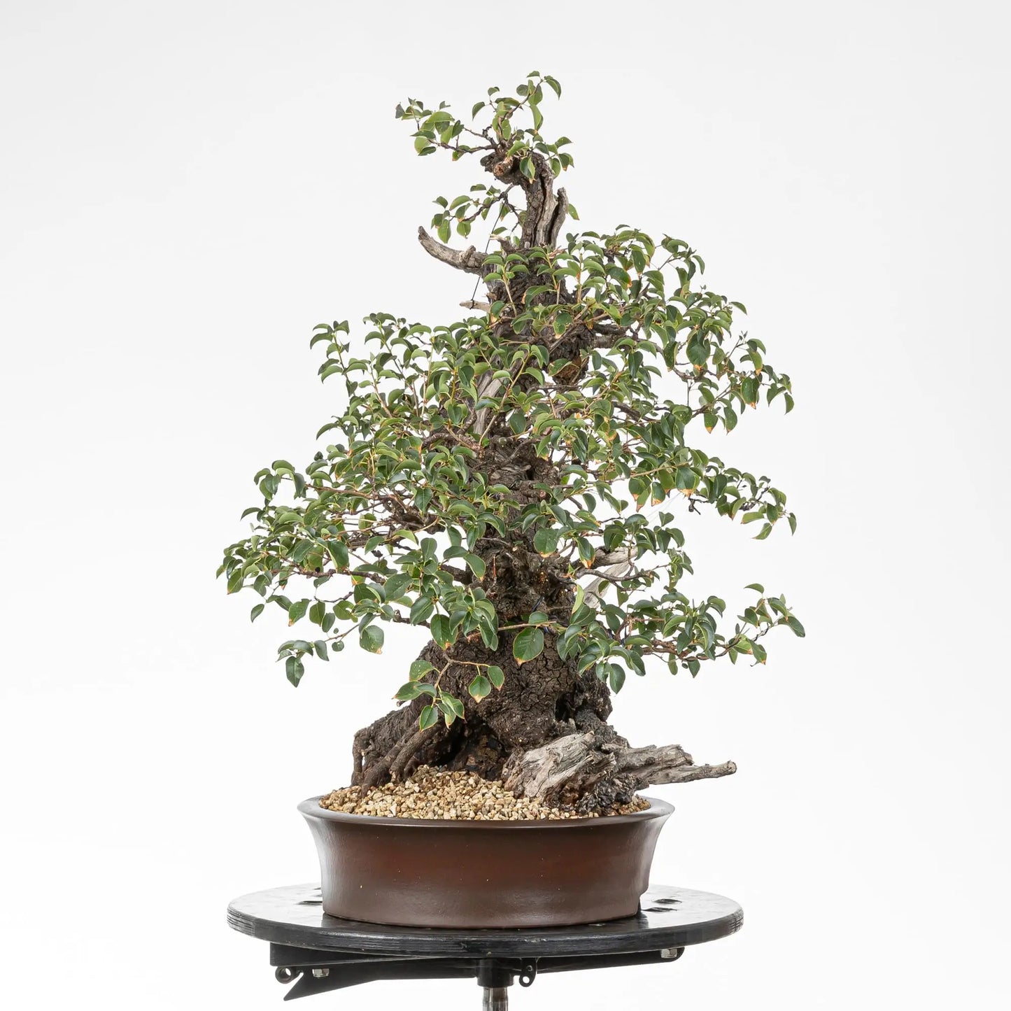Cara izquierda de bonsai de prunus