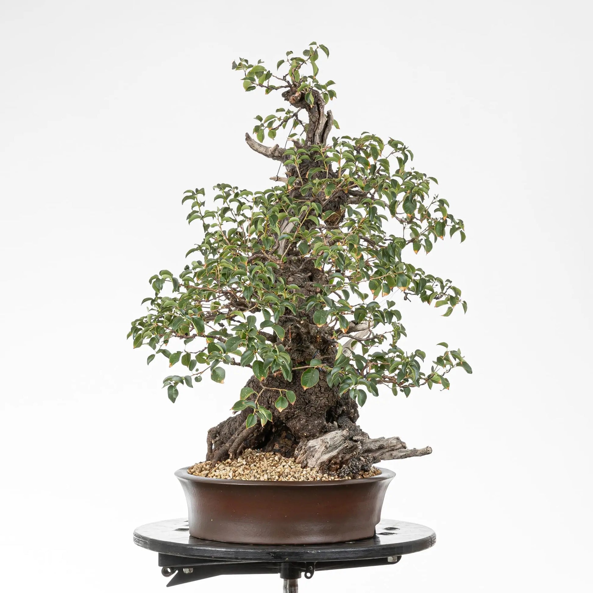 Cara izquierda de bonsai de prunus
