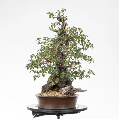 Cara izquierda de bonsai de prunus