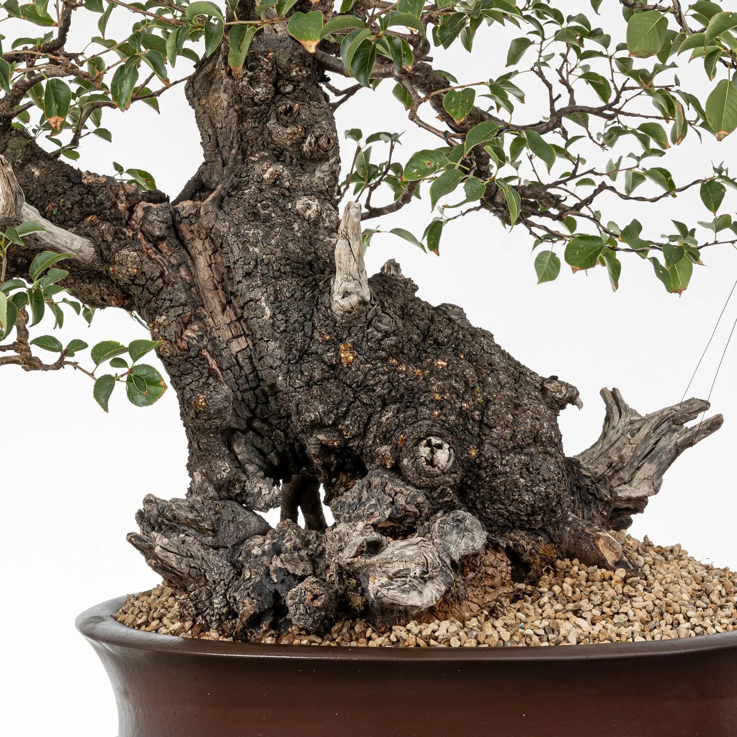Base del tronco de bonsai de prunus
