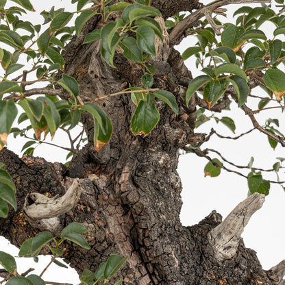 Detalle de shari del tronco de bonsai de prunus