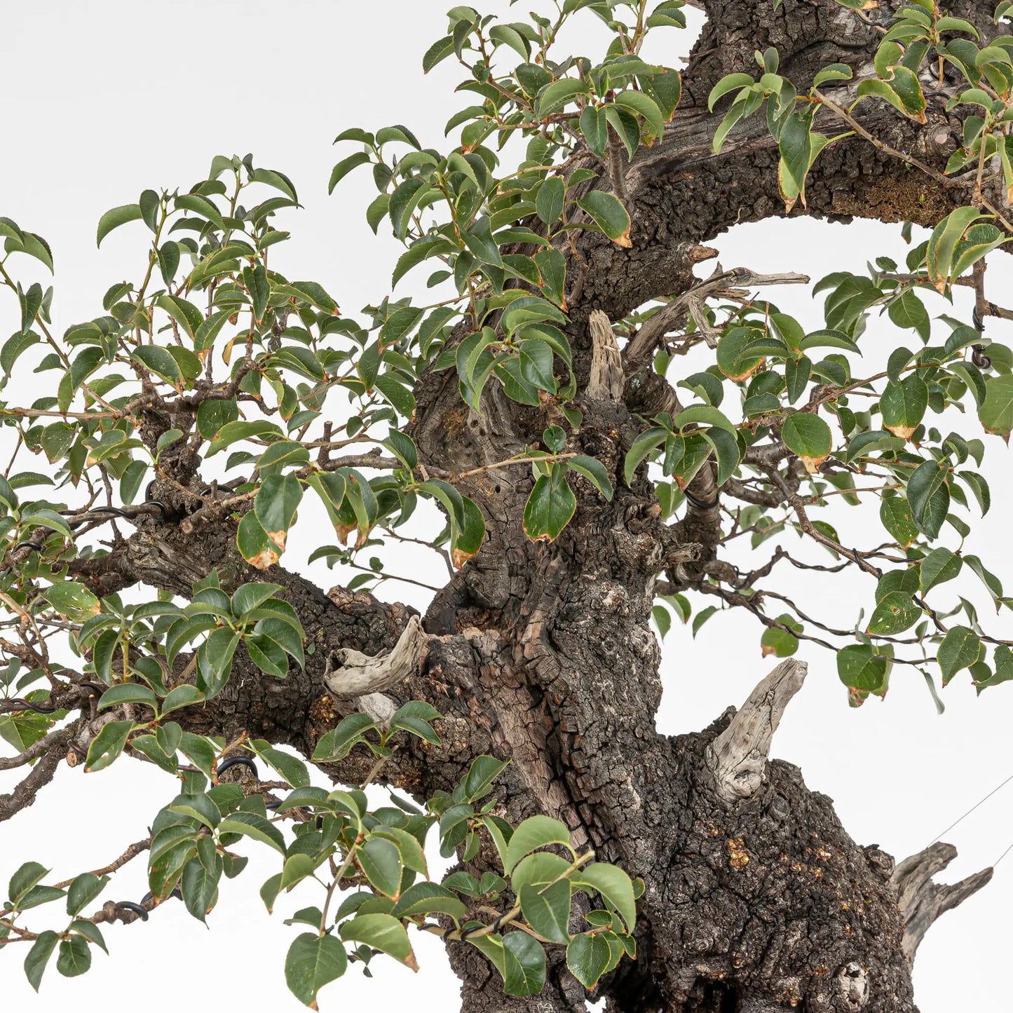 Detalle de tronco y ramas de bonsai de prunus