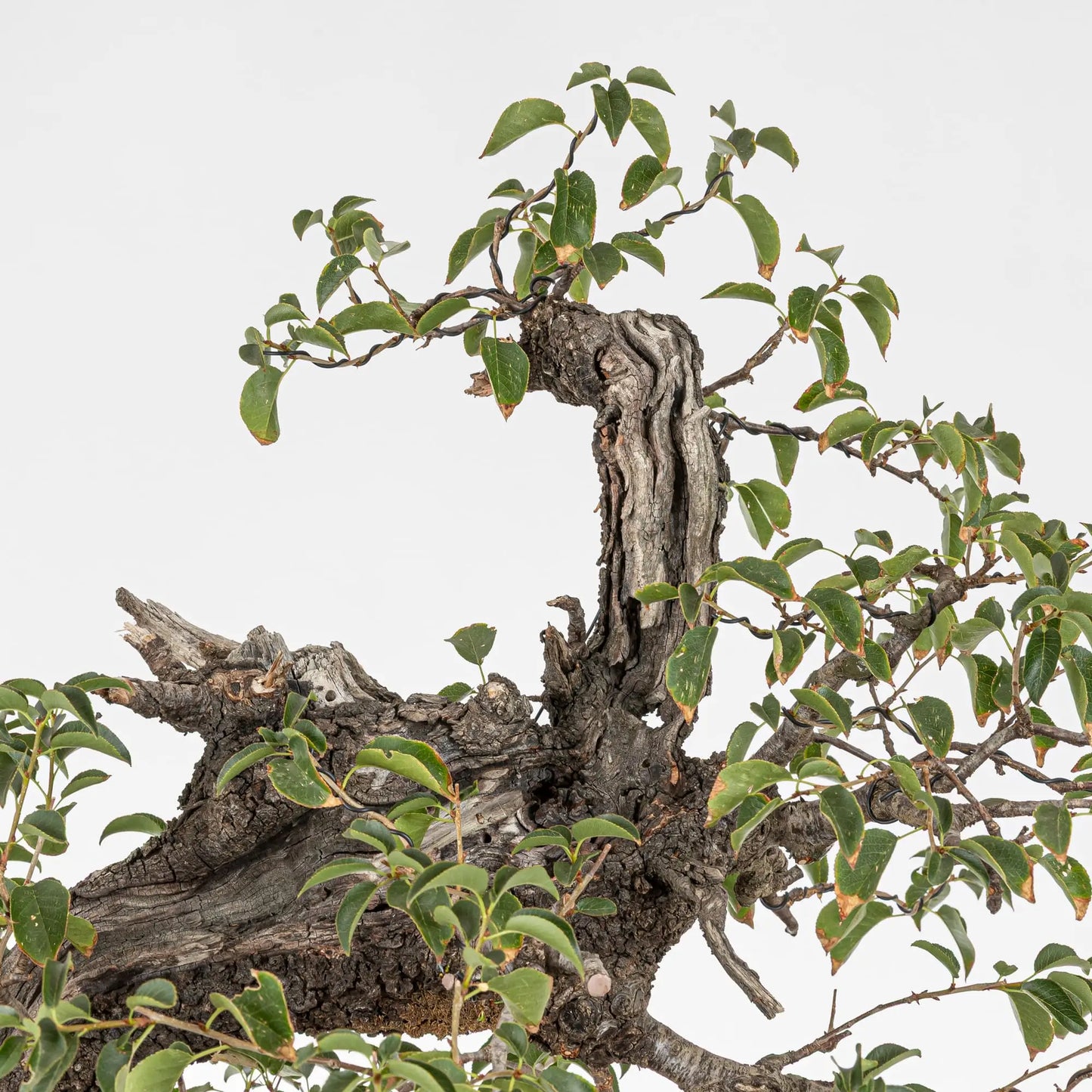 Detalle de apice de bonsai de prunus
