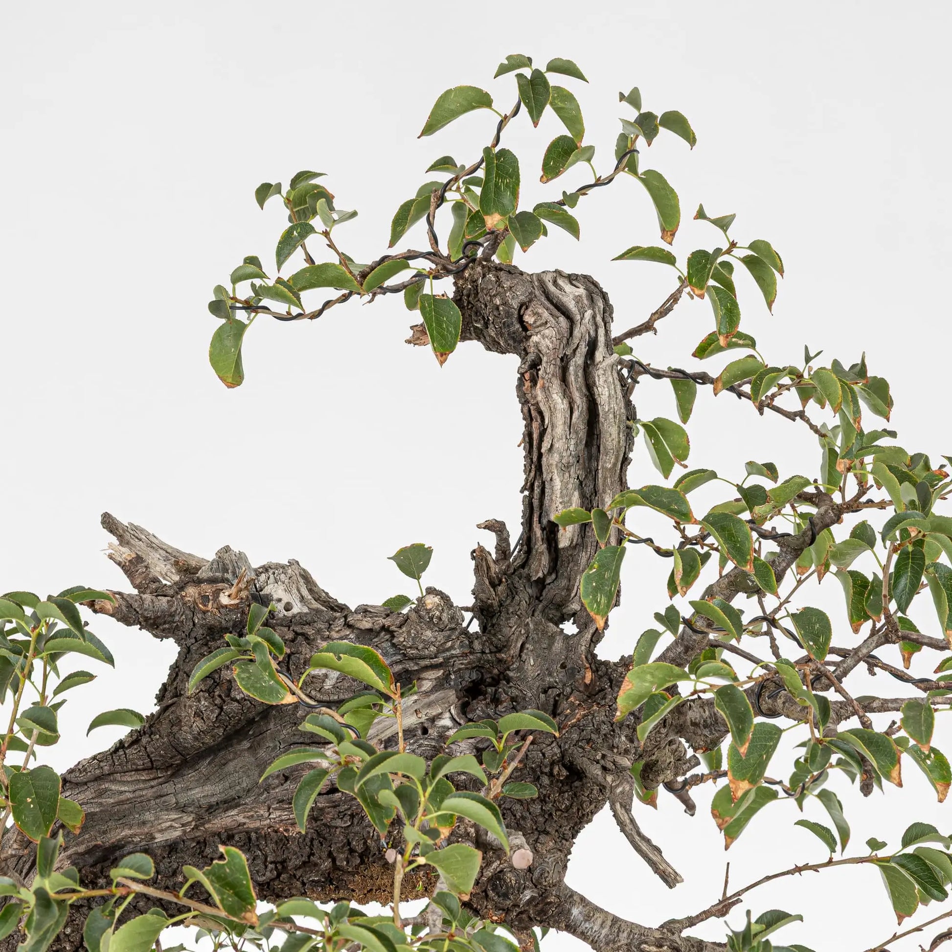 Detalle de apice de bonsai de prunus