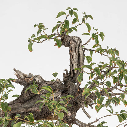 Detalle de apice de bonsai de prunus