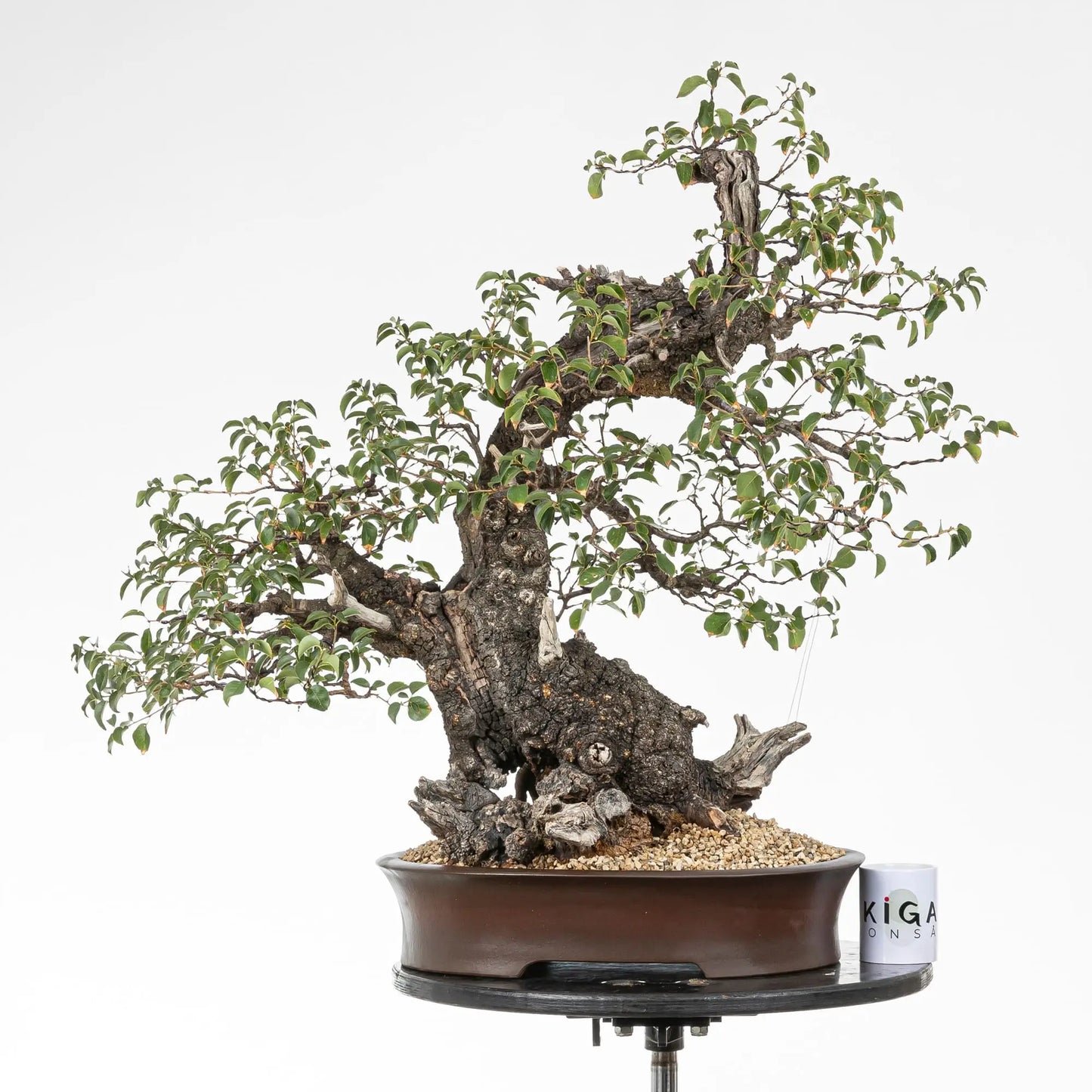 Comparativa de tamaño de bonsai de prunus con una taza de la tienda de ikigai bonsái.