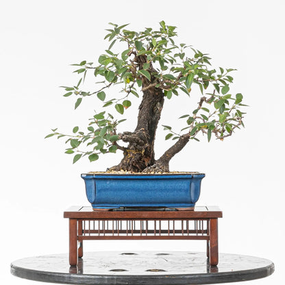 Bonsai yamadori de prunus mahaleb de doble tronco en tamaño kifu