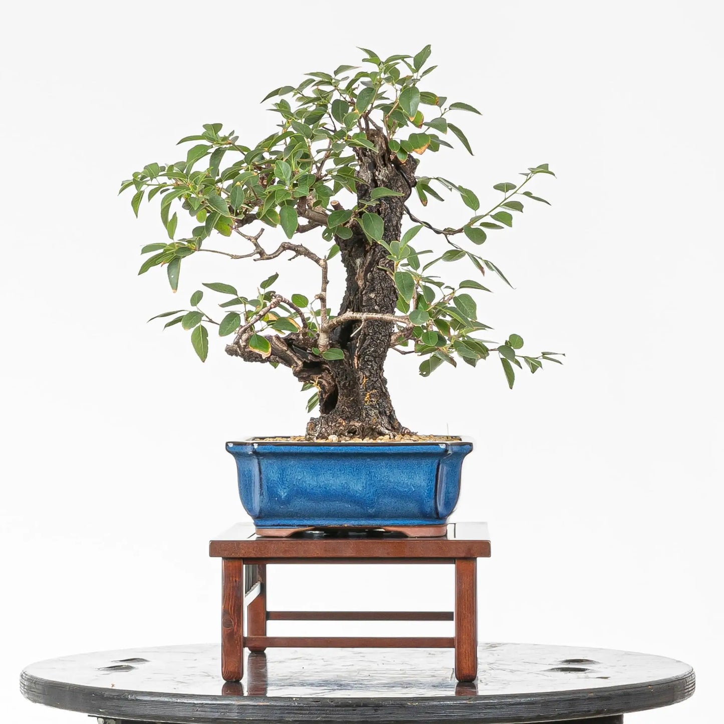 Cara izquierda de bonsai de prunus