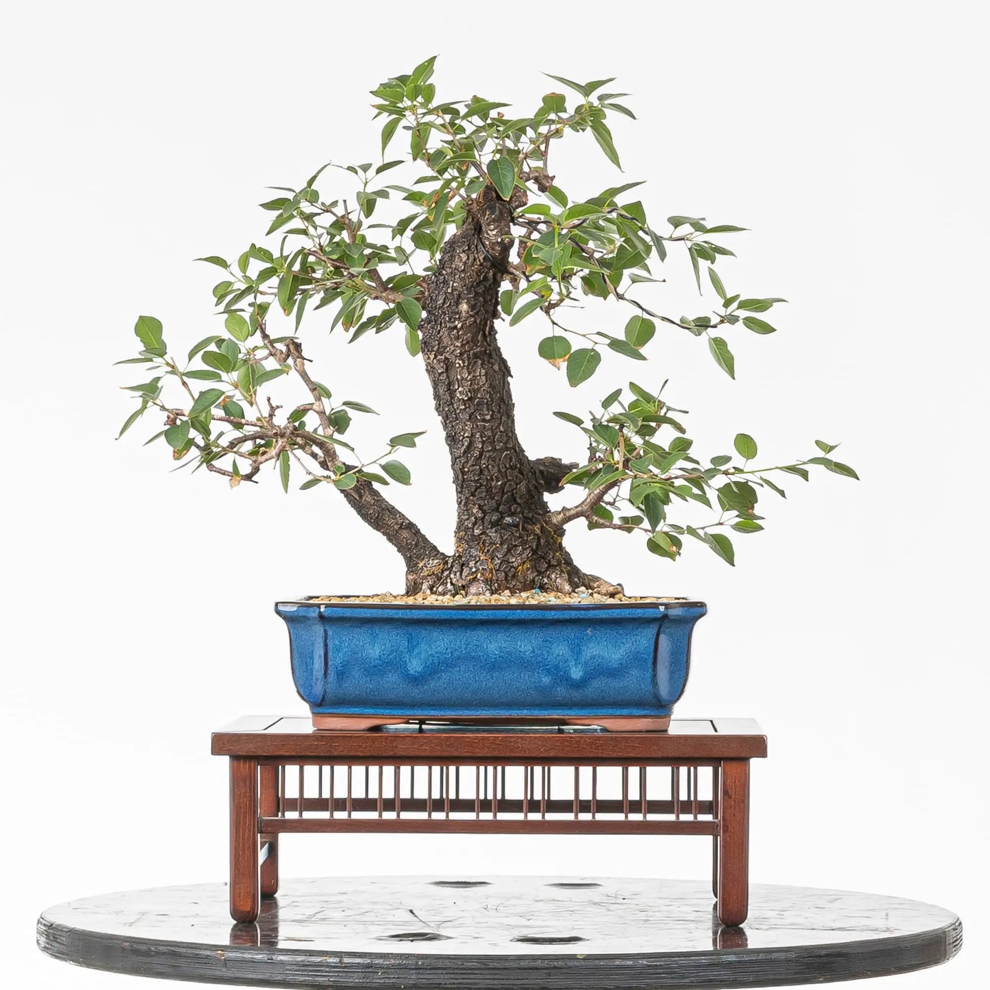Cara trasera de bonsai de prunus
