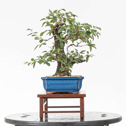 Cara izquierda de bonsai de prunus