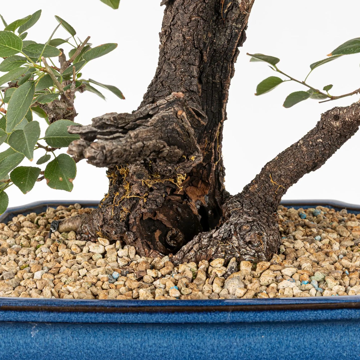 Detalle de base, nebari, shari  y corteza de bonsai de mahaleb