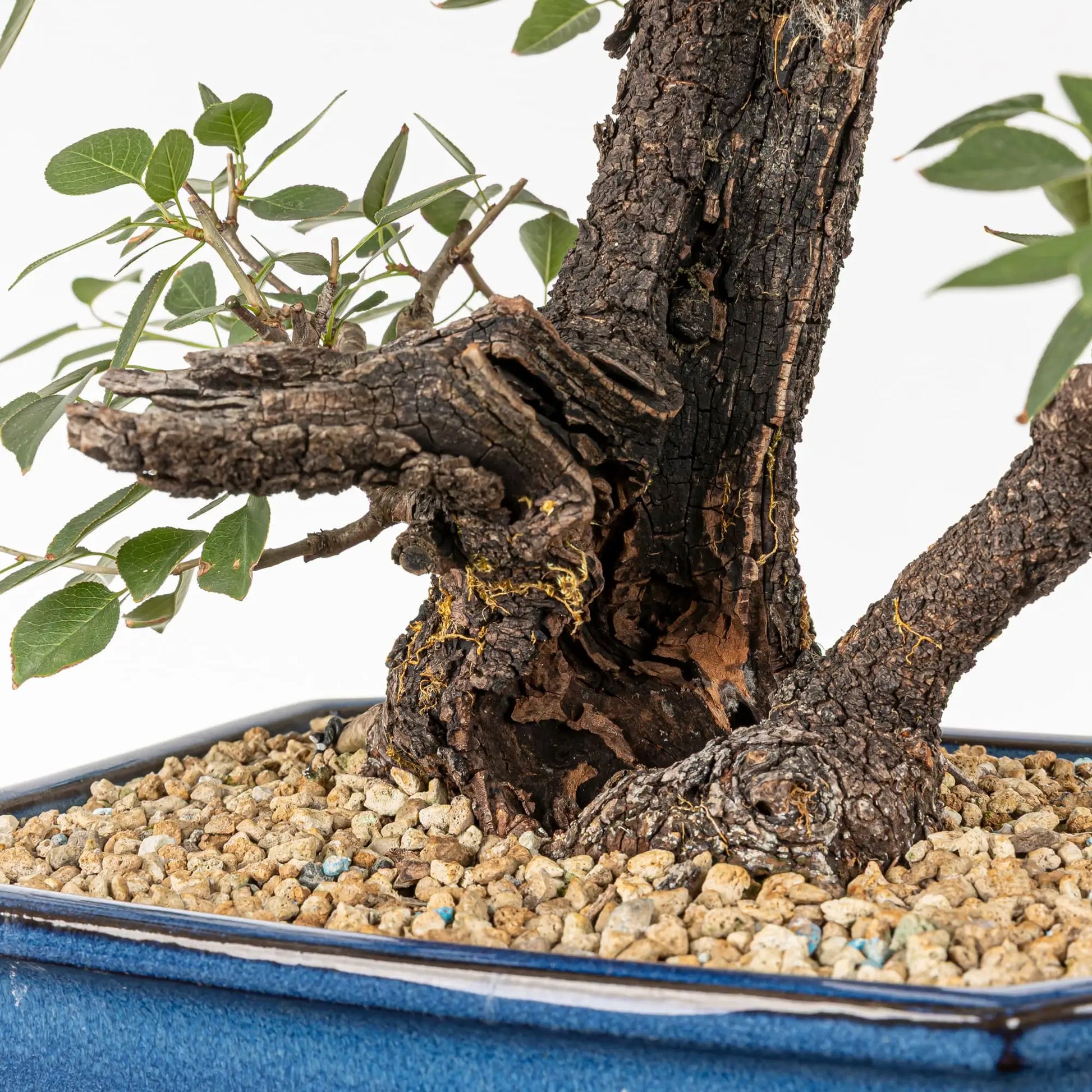 Detalle de shari de mahaleb