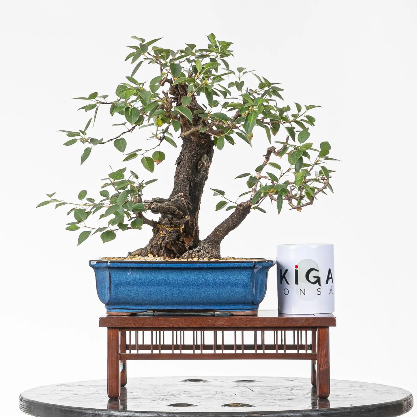 Comparativa de tamaño de bonsai de mahaleb con taza de café de la tienda de ikigai bonsái.