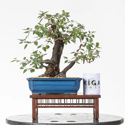 Comparativa de tamaño de bonsai de mahaleb con taza de café de la tienda de ikigai bonsái.