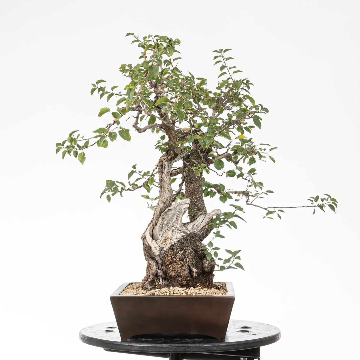Cara izquierda de bonsai yamadori
