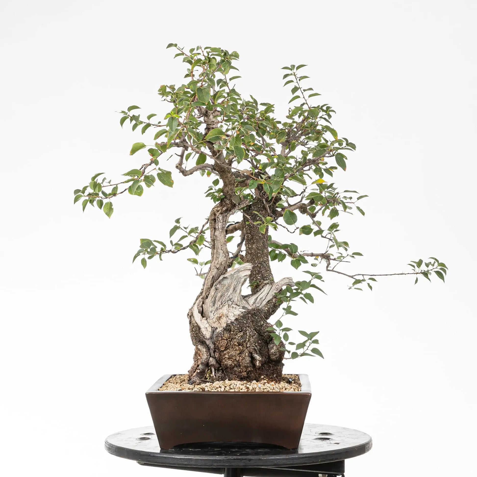 Cara izquierda de bonsai yamadori