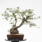 Cara trasera de bonsai yamadori de prunus
