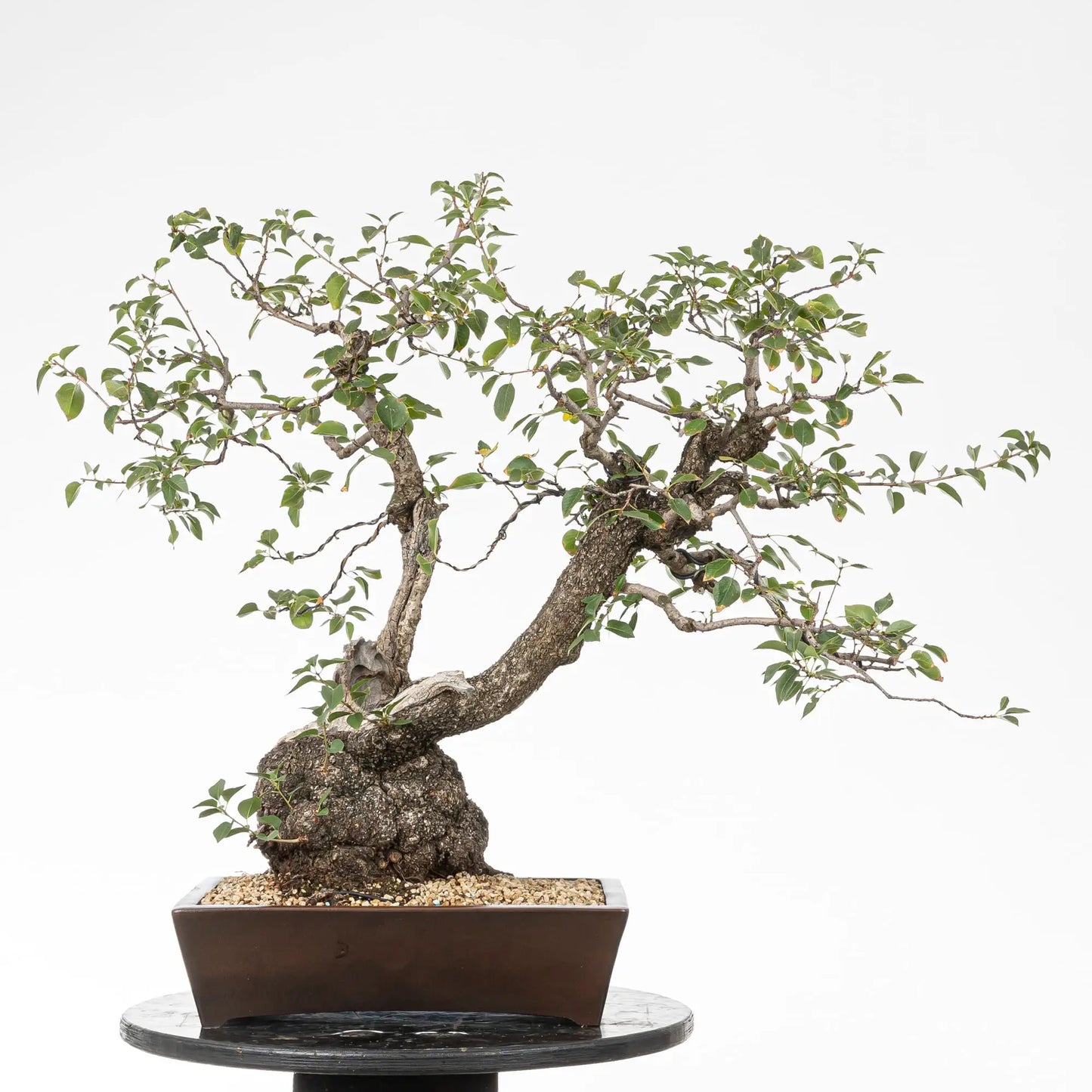 Cara trasera de bonsai yamadori de prunus