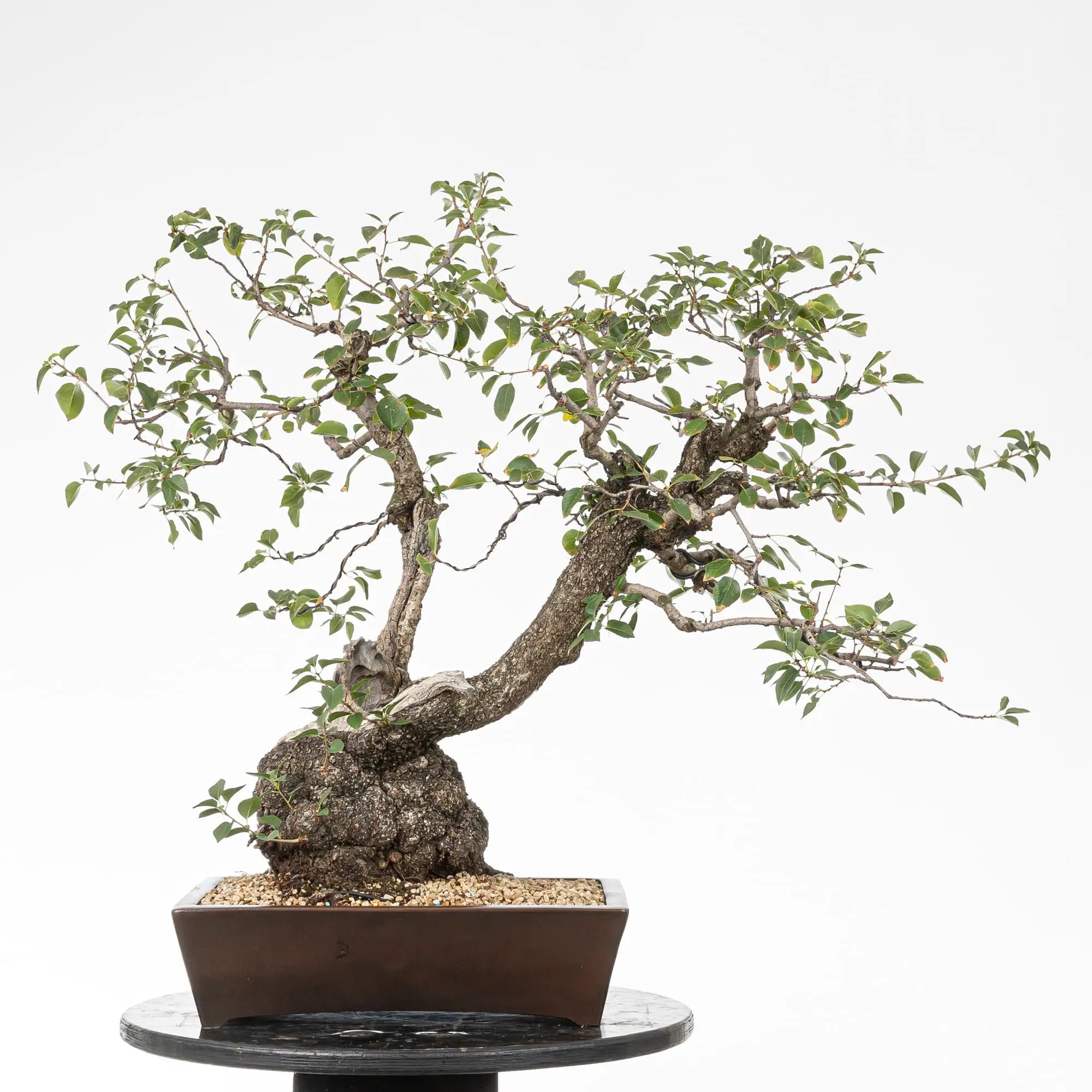 Cara trasera de bonsai yamadori de prunus